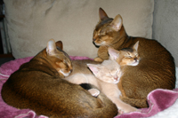 kittens